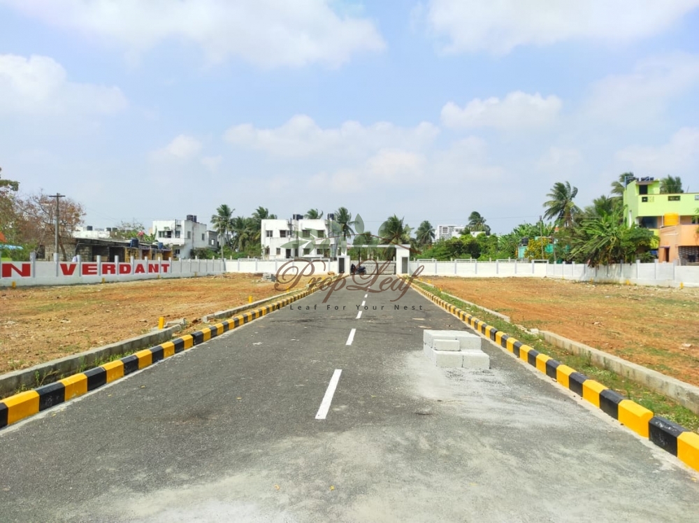 Amazze SAI SUNVERDANT 